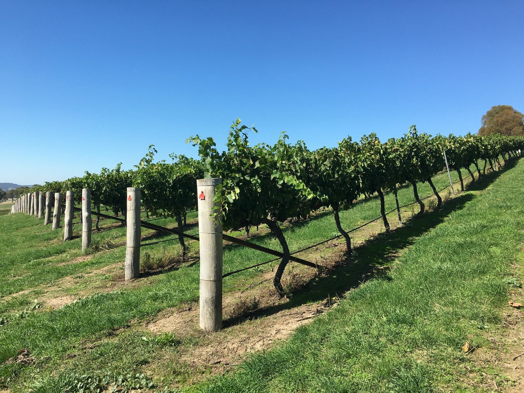أورنج Turners Vineyard Motel المظهر الخارجي الصورة